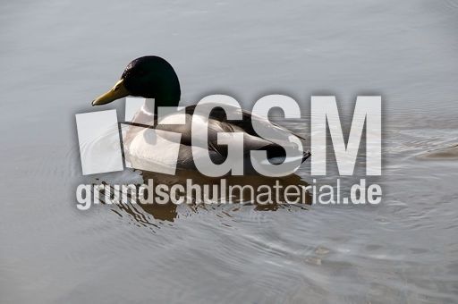 Stockente (3 von 6).jpg